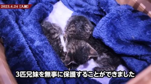 箱の中にいる三匹の子猫