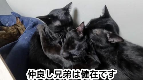 成長した猫