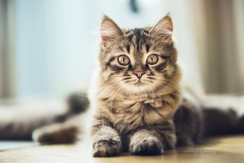 こちらを見ている猫