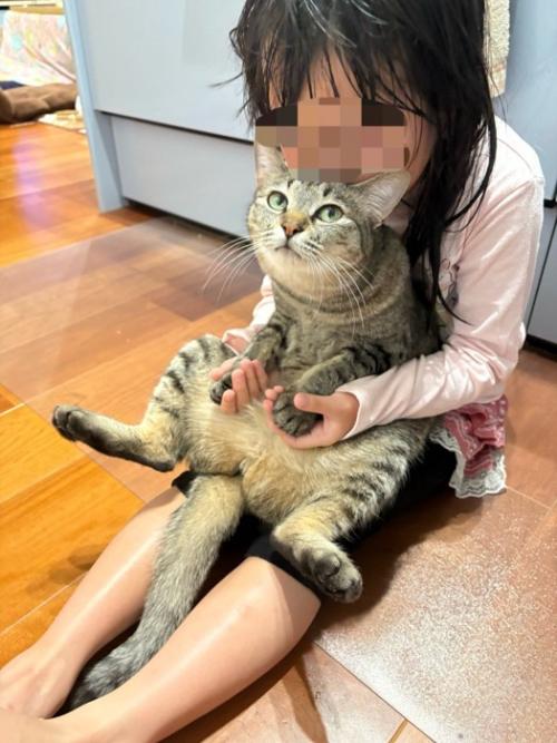 女の子に吸われる猫