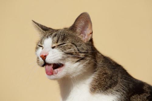 猫が吐きそう
