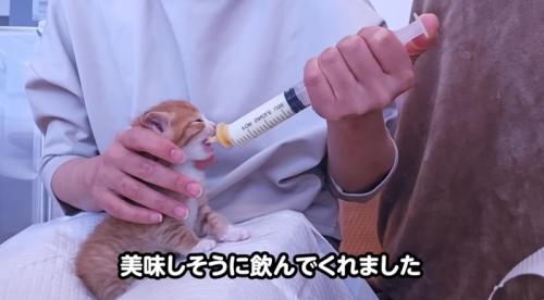 ミルクを飲ませられている子猫