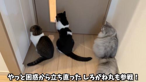 しろがね丸も参戦