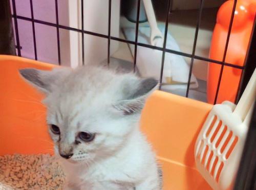 トイレの中で真剣な表情をする子猫