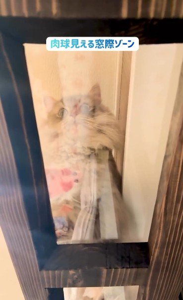 キャットウォークを歩いている猫