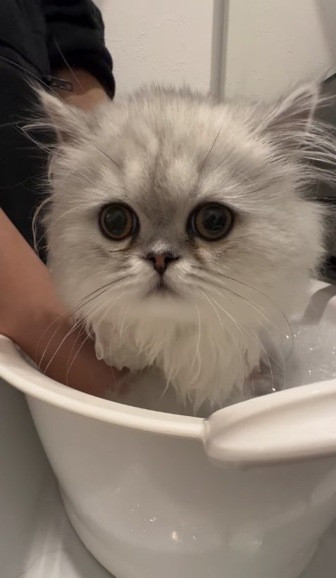 お風呂に入れられている子猫の顔アップ