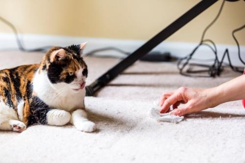 お掃除してもらう猫