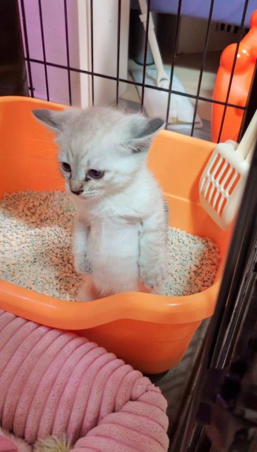 トイレの中で立ち上がる子猫