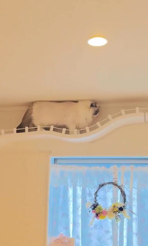 キャットウォークを歩いている猫