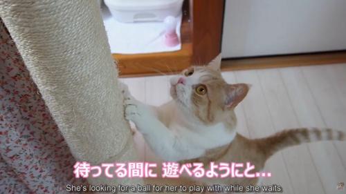 爪を研いでいる猫