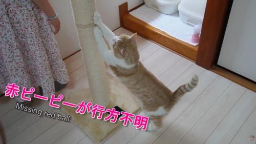 爪を研いでいる猫