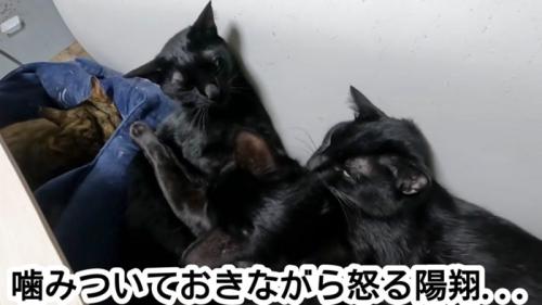 動じない猫