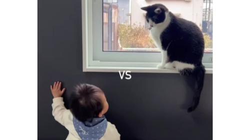 猫と赤ちゃん