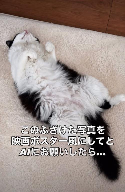 寝転がる猫