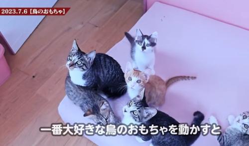おもちゃを見上げる猫達
