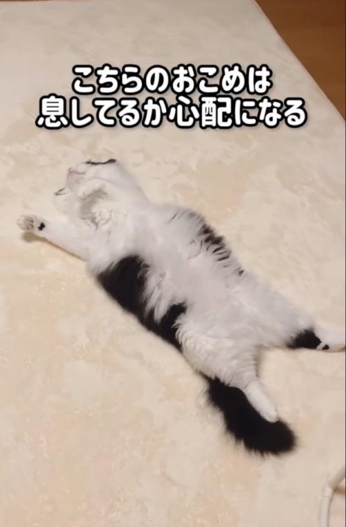 仰向けに眠る猫