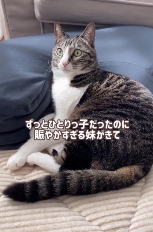 キジ白の猫