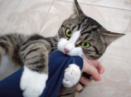 腕を噛む猫