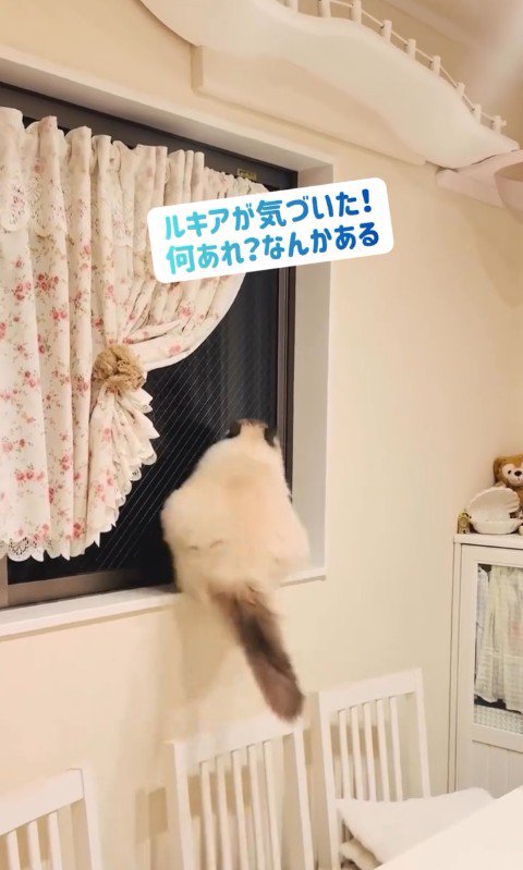 窓枠に乗っている猫