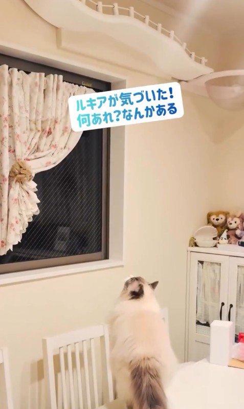 キャットウォークを見上げている猫