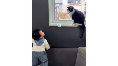 猫と赤ちゃん