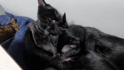 挟まれる猫