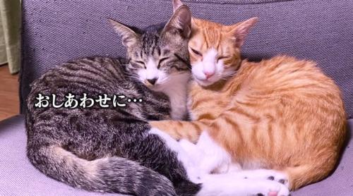 くっついて眠る二匹の猫