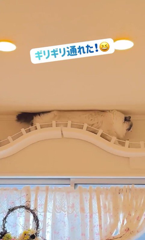 キャットウォークを歩いている猫