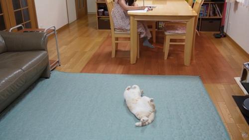 仰向けで床に寝ている猫