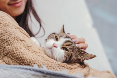 腕に抱きつく猫