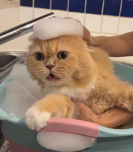 飼い主にシャンプーされて目を丸くするスコティッシュフォールド