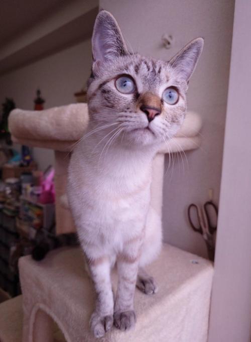キャットタワーに座る猫