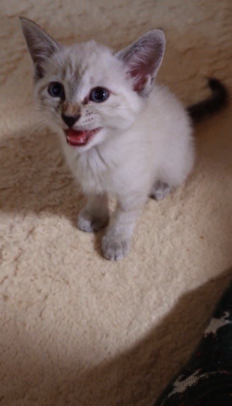 飼い主に向かって鳴く子猫
