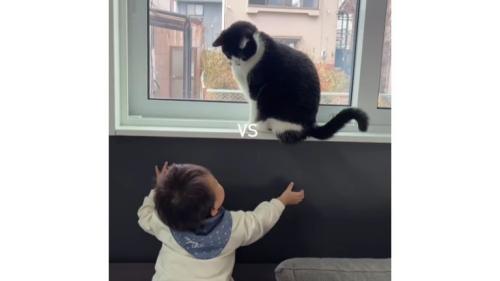 猫と赤ちゃん