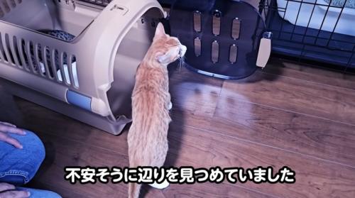 ケージから出て不安そうな猫