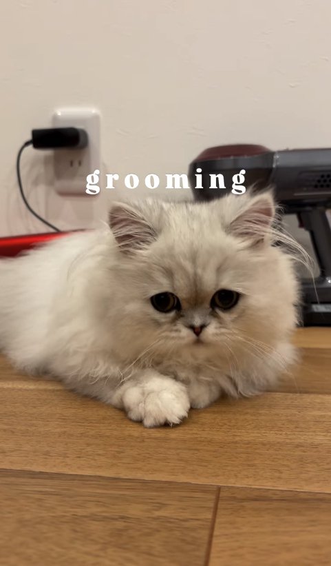 掃除機の前で伏せをしている子猫