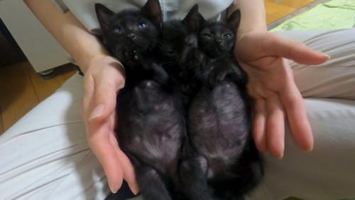 太った猫