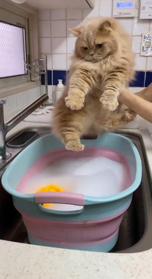 飼い主に抱っこされてシンクやってきたミヌエット