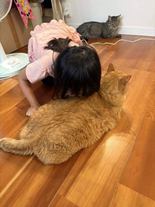 女の子に吸われる猫
