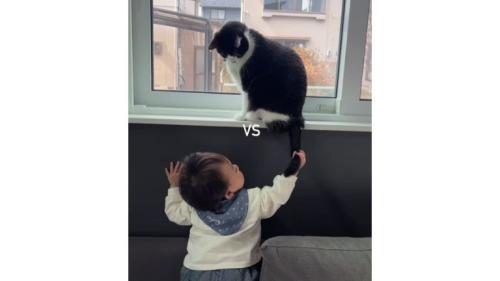 猫と赤ちゃん