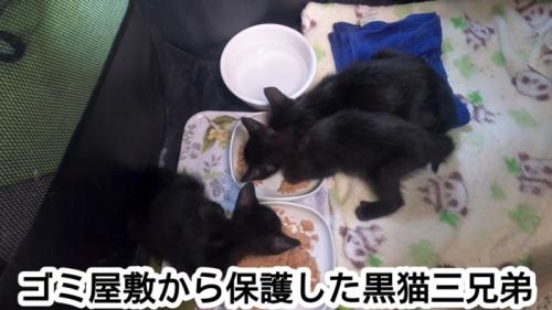 食べる猫