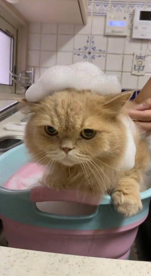 頭に泡を乗せられたミヌエット