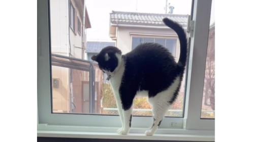 窓際の猫