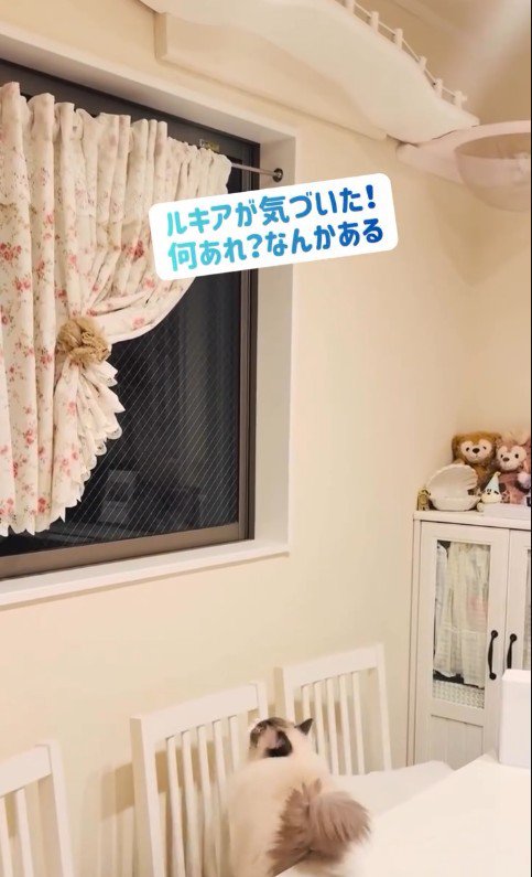 キャットウォークを見上げている猫