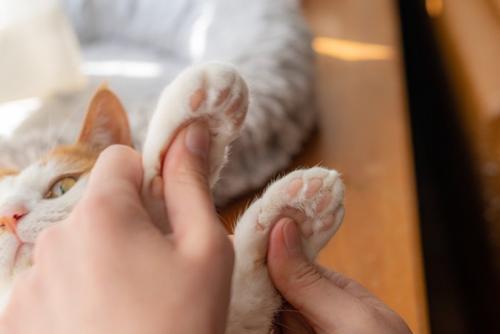 猫の肉球を触る人の手