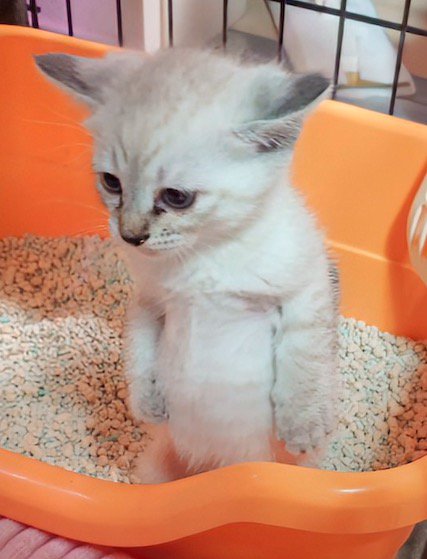 後ろ足で立ち上がる子猫