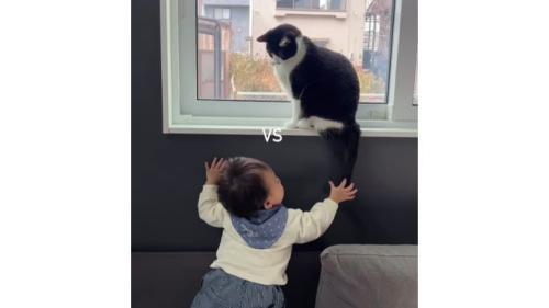 猫と赤ちゃん