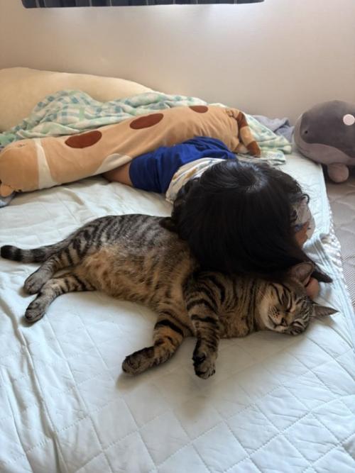 女の子に吸われる猫
