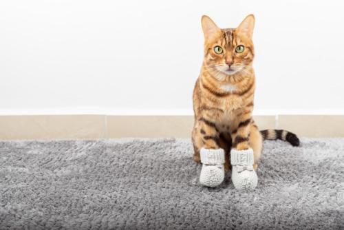 靴下を履いた猫