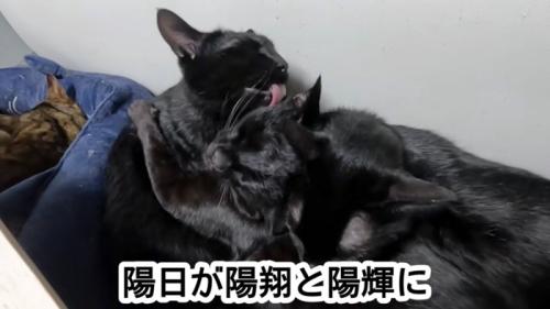 舐める猫